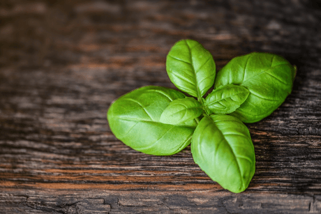 Summertime Basil Walnut Pesto Recipe