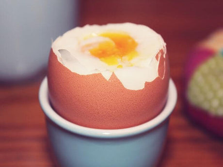 egg protein