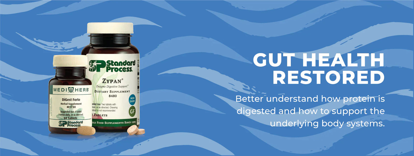 Gut Health Restored: Protein Digestion