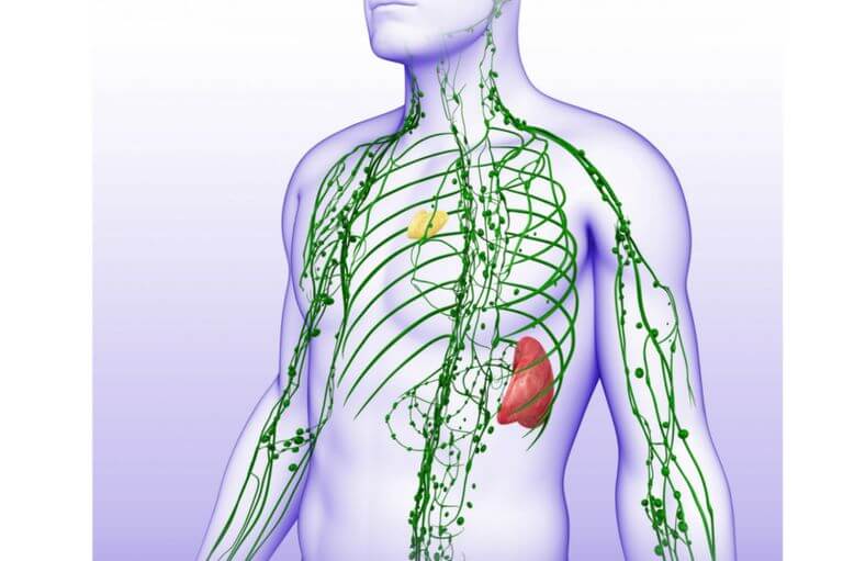 The Importance of Lymph for Good Health and Weight