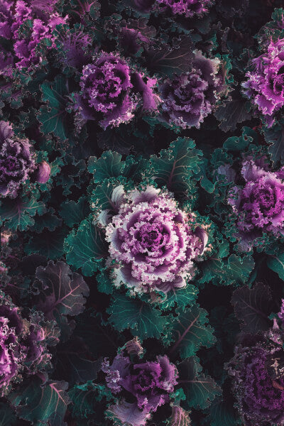 kale chips