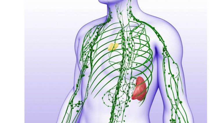 lymph system & lymphatic drainage